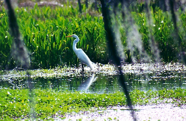 Jean Lafitte Great Egret - 25 March 2000 - by D.J. L'Hoste