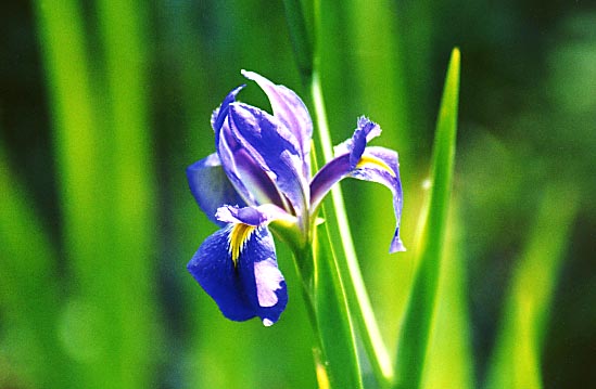 Louisiana Iris - 25 March 2000 - by D.J. L'Hoste