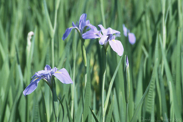 Louisiana Iris II - 25 March 2000 - by D.J. L'Hoste