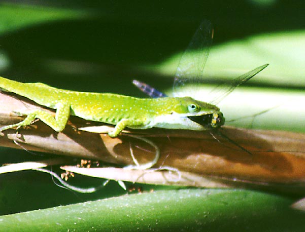  Jean Lafitte Green Anole - 25 March 2000 - by D.J. L'Hoste