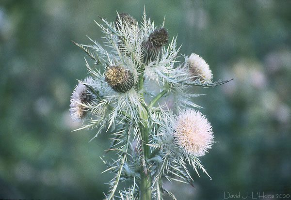 Thistle - 25 March 2000 - by D.J. L'Hoste