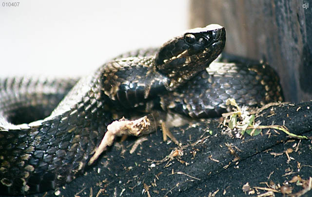 Water Moccasin at Bayou Segnette - 08 April 2001 -- by David J. L'Hoste