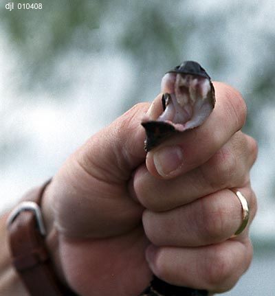 Randy with a Cottonmouth - 08 April 2001 -- by David J. L'Hoste