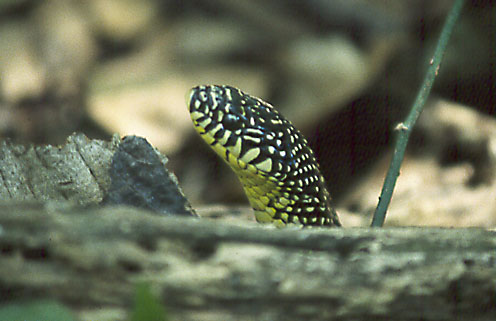 Speckled King Snake by David J. L'Hoste