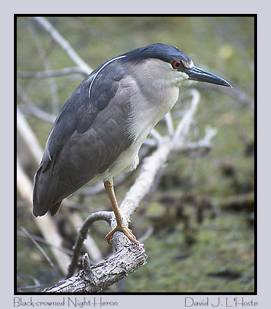 Black-crowned Night-Heron by David J. L'Hoste