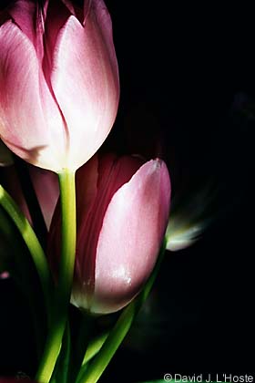 Tall Tulips 2002 - by David J. L'Hoste